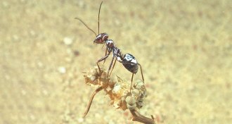 Saharan silver ant stands atop a desiccated plant