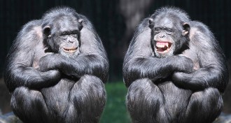 chimps laughing