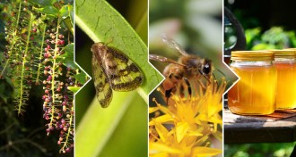 trail of covert forms of neurotoxin