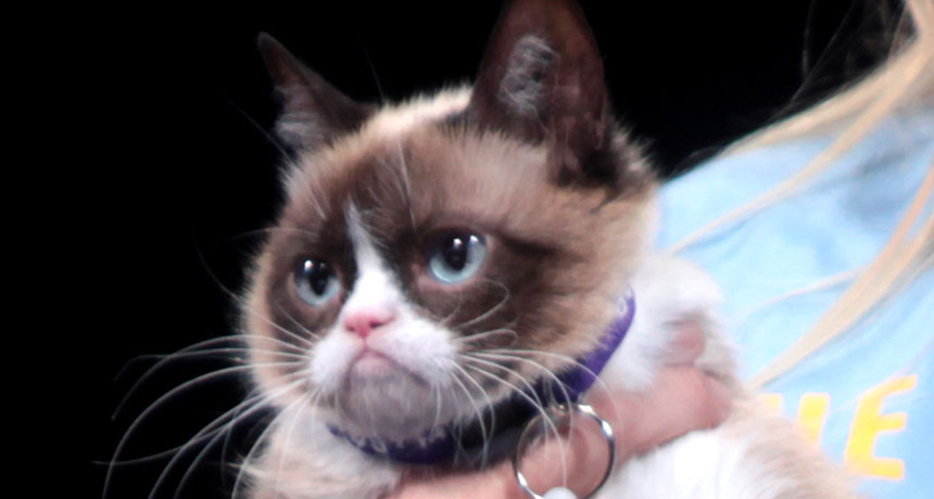 “Grumpy Cat” pic