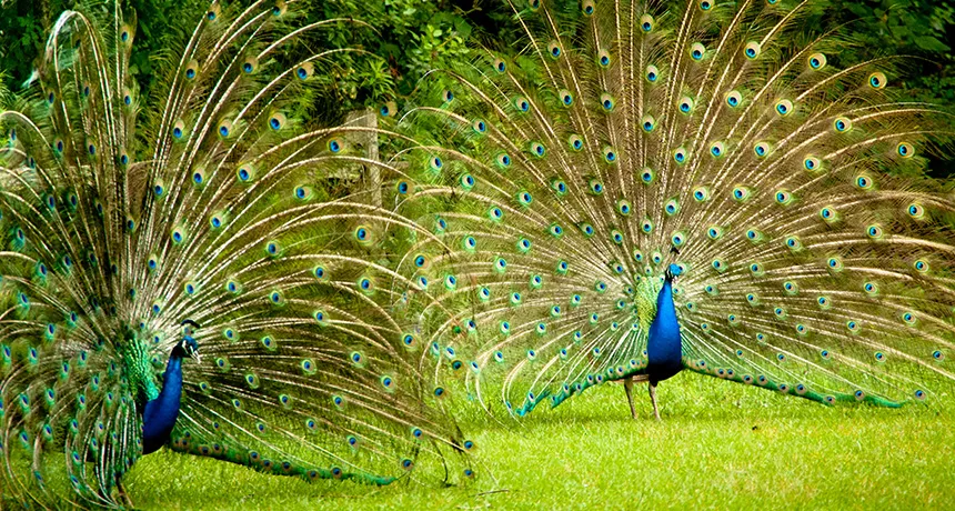 peacocks