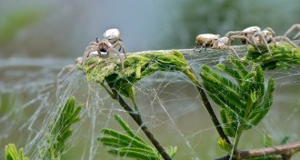 colonies of velvet spiders