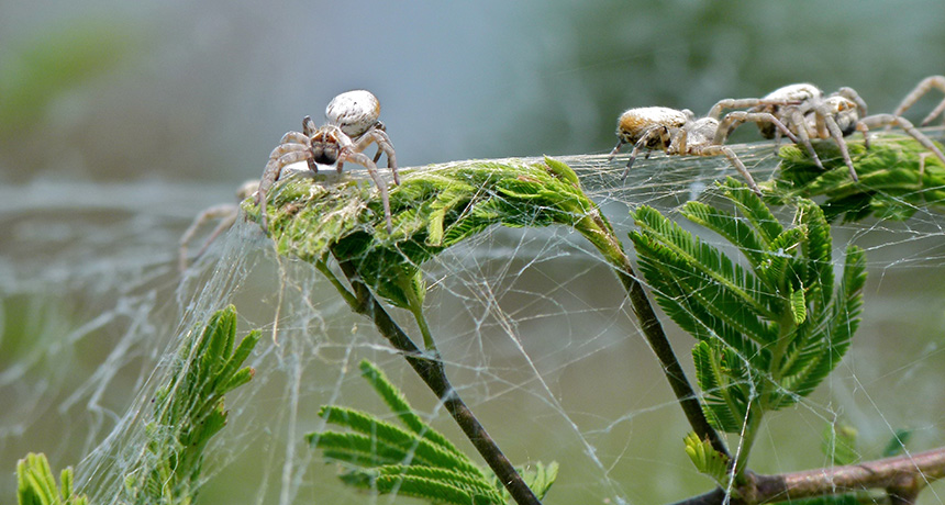 colonies of velvet spiders
