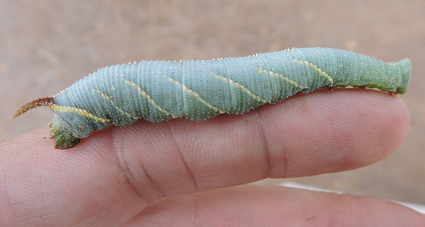 whistling caterpillar