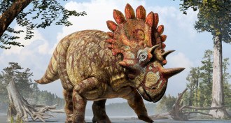 relative of Triceratops illustration