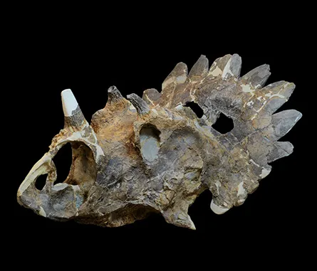 fossilized skull of Regaliceratops peterhewsi
