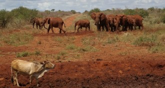 Grazing cow near elephants