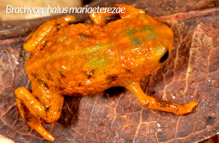 frog species in Brazil