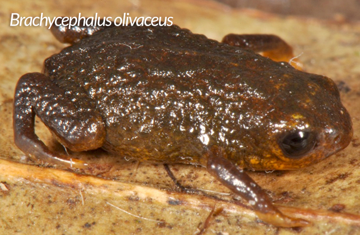 frog species in Brazil