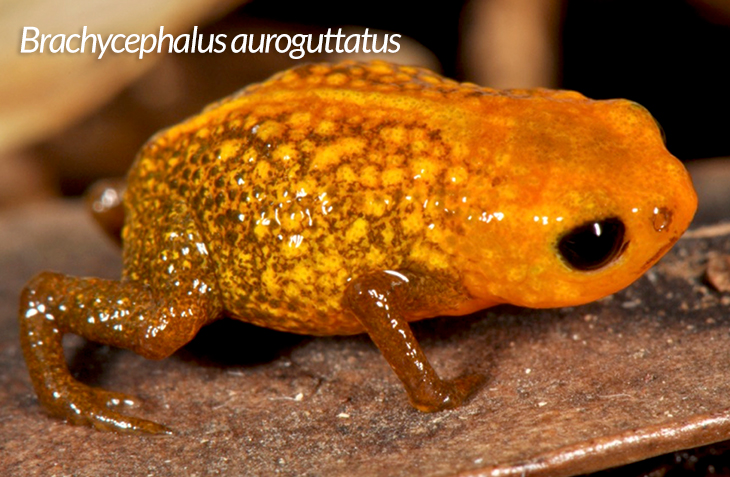 frog species in Brazil