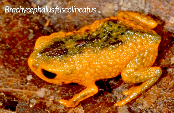 frog species in Brazil