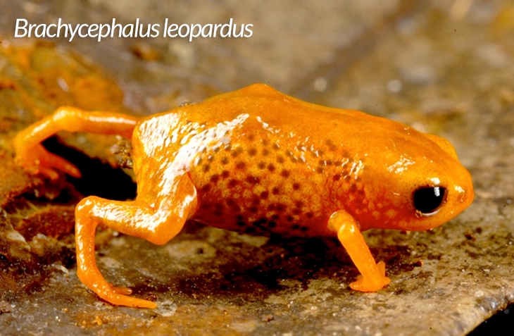 frog species in Brazil