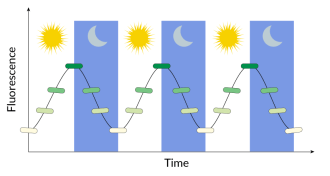 Circadian rhythm graphs