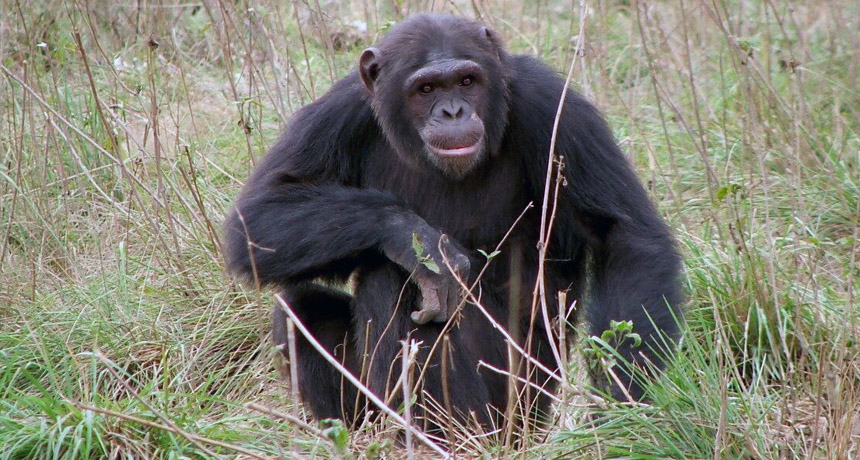 chimp