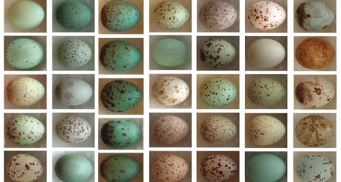 eggs with patterns