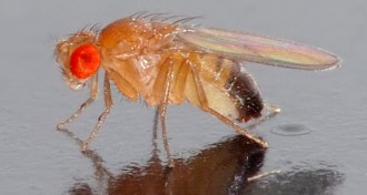 fruit fly