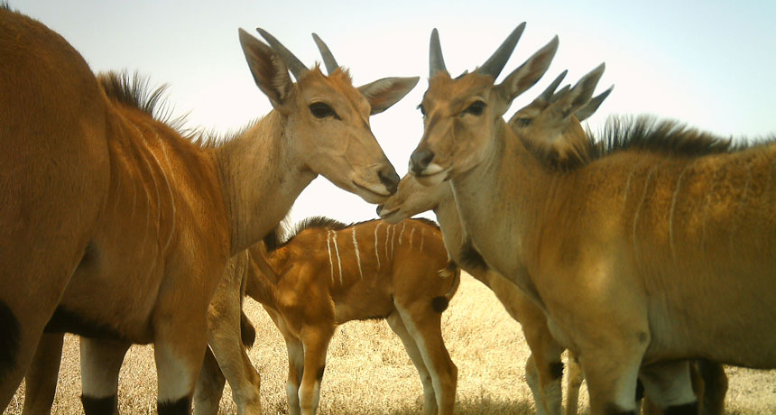 bushbuck photographed by camera trap