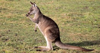 eastern gray kangaroo