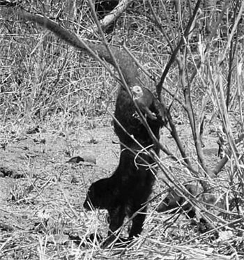 dwarf mongoose marking territory