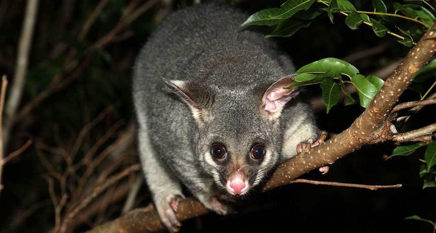 brushtail possum
