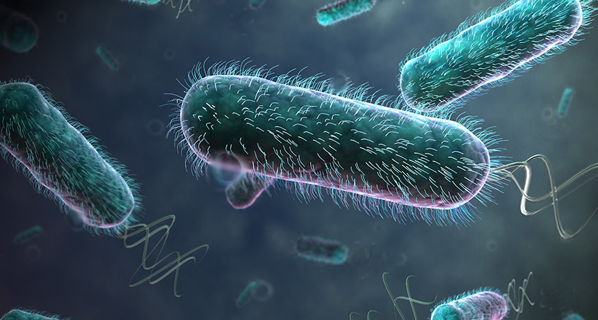 E. coli illustrated