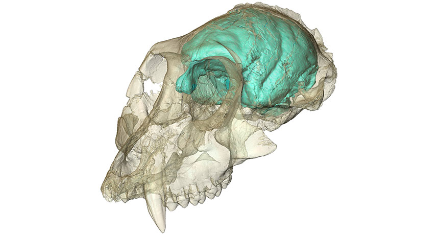 monkey brain ヤックル Tapestry of neural fibers enriches new map of monkey brain | The