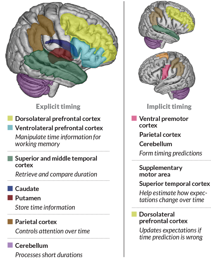 How the brain perceives time