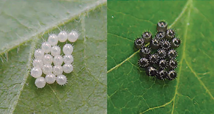 stink bug eggs