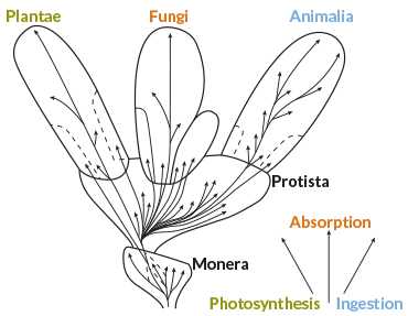 classic model of five kingdoms