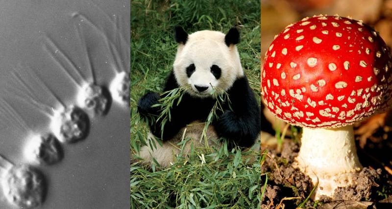 choanoflagellates, panda, mushroom