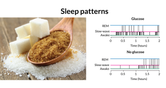 sugar data