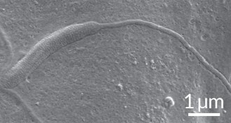 ancient sperm