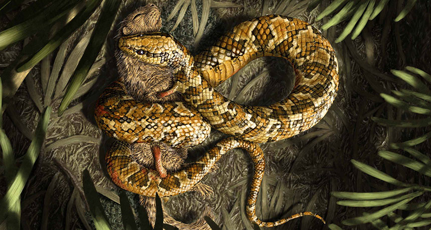 Museum fossil links snakes to lizards