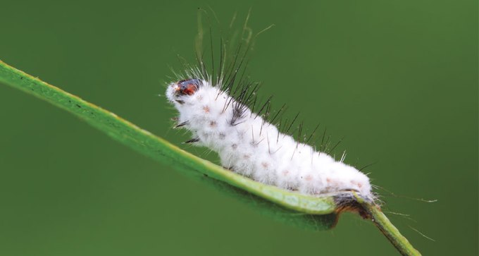 One of Beauveria bassiana's (a fungus) vicitims