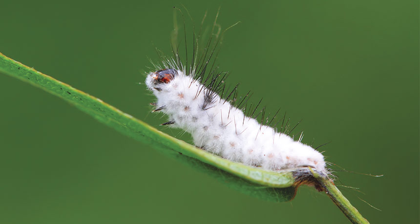One of Beauveria bassiana's (a fungus) vicitims