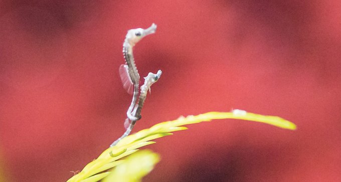 juvenile seahorses