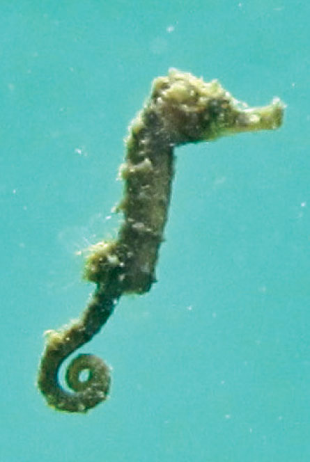 seahorse
