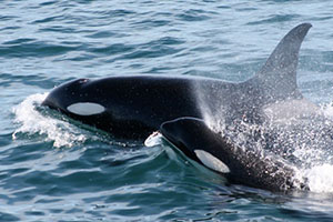 Orca whales
