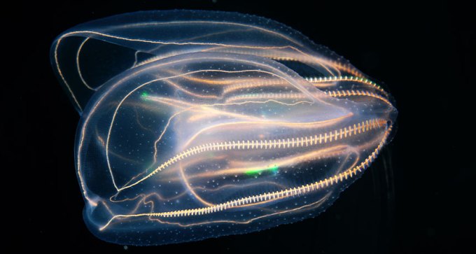 Comb jellies