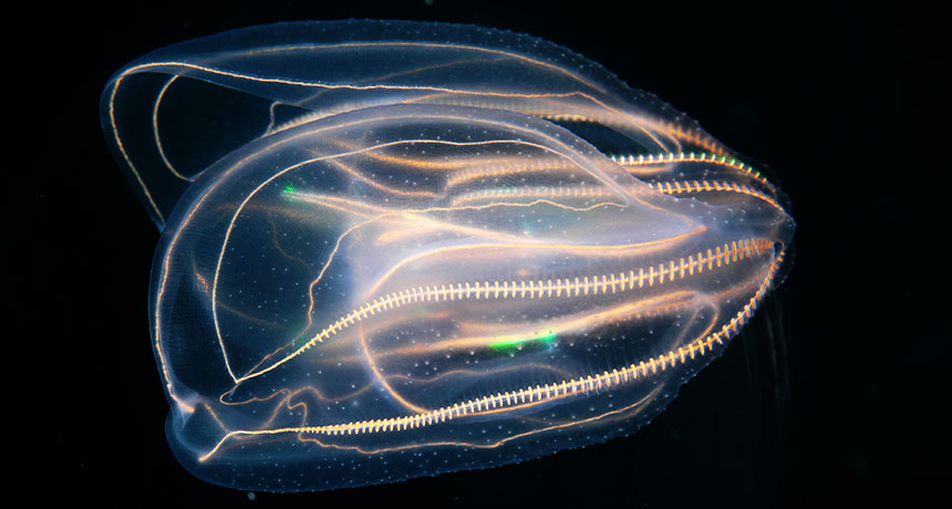 Comb jellies