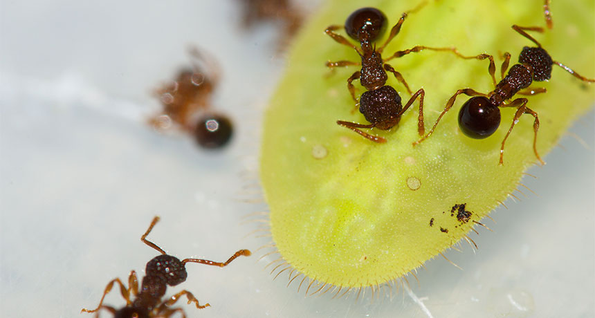 Ants with caterpillar