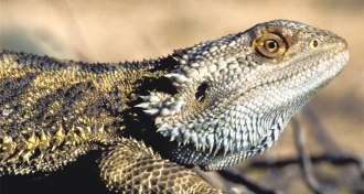 Australian bearded dragon