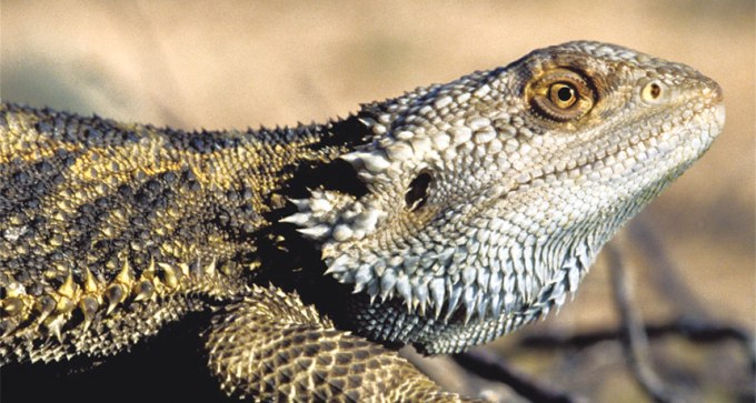 Australian bearded dragon