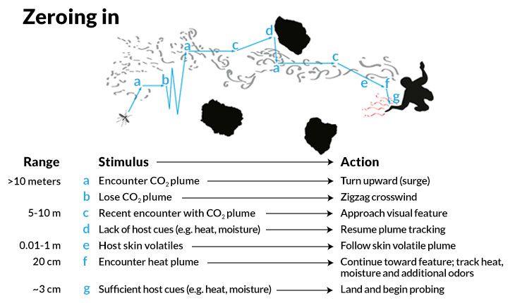 HOW mosquitoes FIND YOU