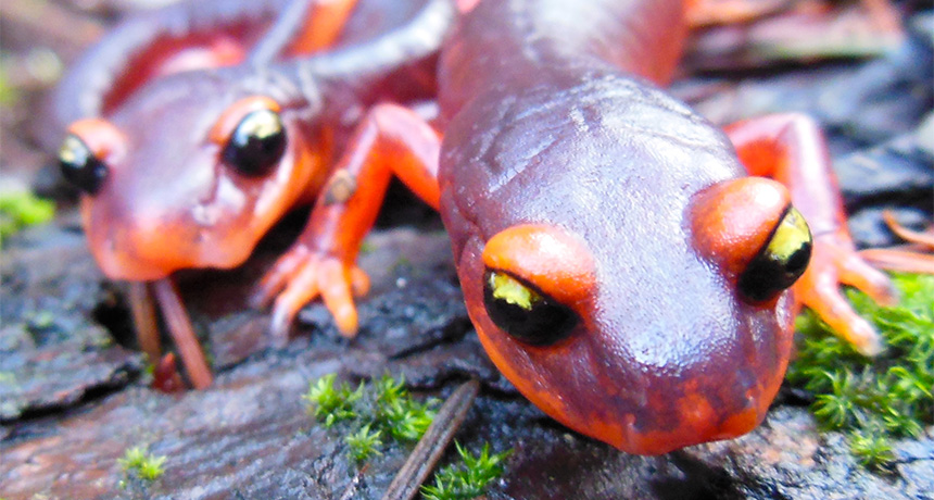 salamanders