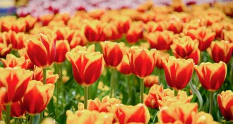 The Reason for Flowers