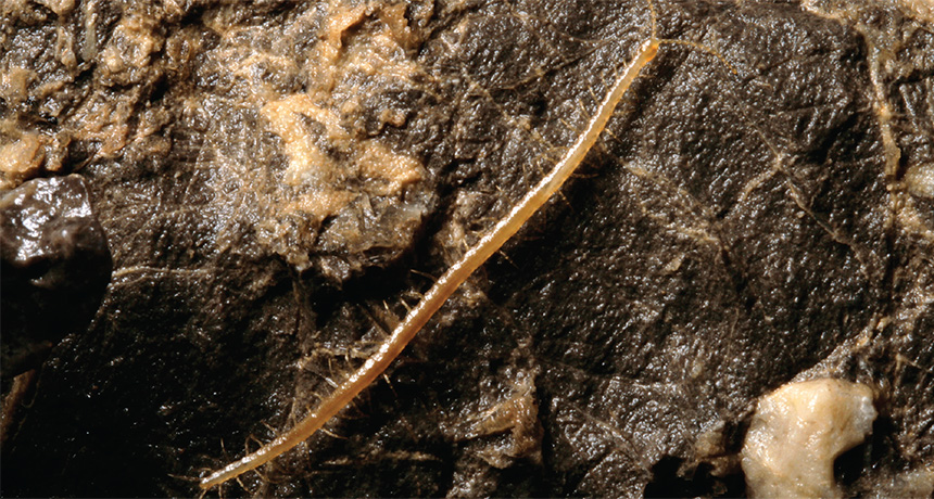 Geophilus hadesi centipede