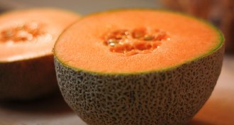 cantaloupe