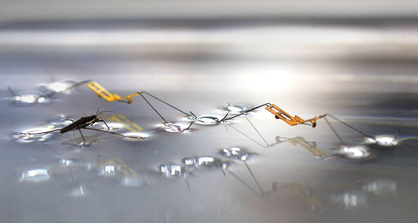 water strider