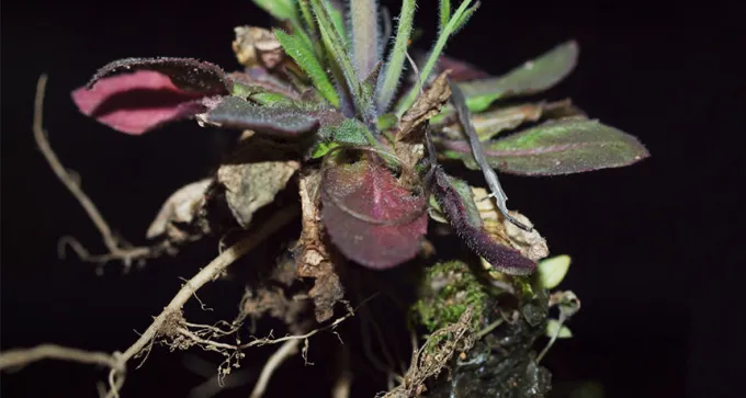 roots of a weed called Arabidopsis thaliana